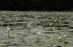 Water Lilies crescem em remanso do rio Dulce, no nosso caminho para Livingston, no litoral da Guatemala